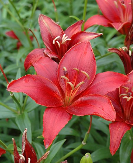 LILIUM MONTE NEGRO BULBS