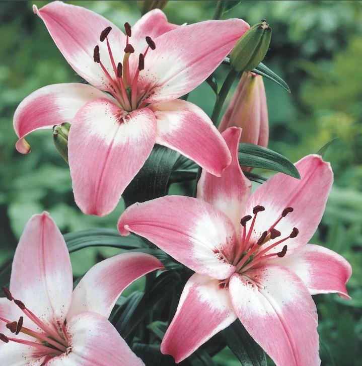 LILIUM ROSELLA'S DREAM BULBS