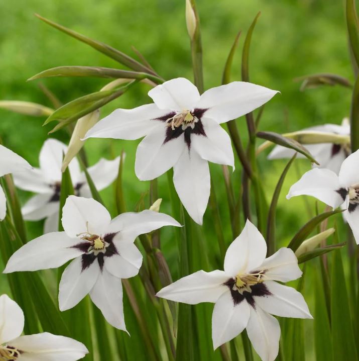 ACIDANTHERA MURIELAE BULBS