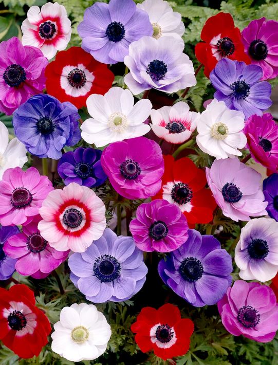 ANEMONE DE CAEN MIXED BULBS