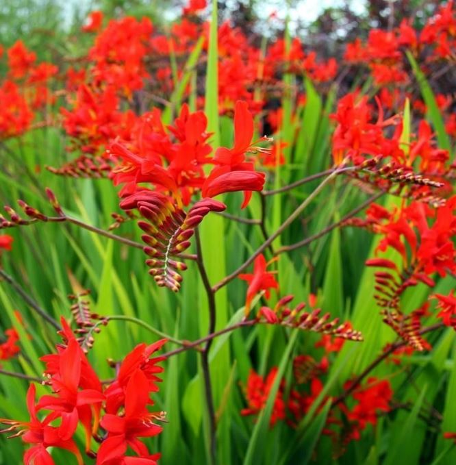 CROSMIA LUCIFER BULBS