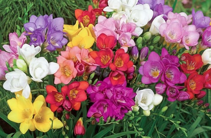 FREESIA SINGLE MIXED BULBS