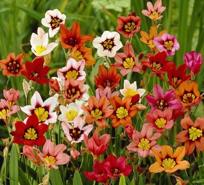 SPARAXIS MIXED BULBS
