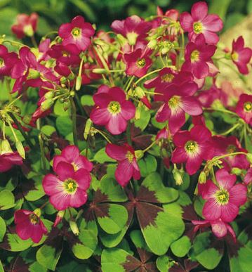 OXALIS IRON CROSS BULBS