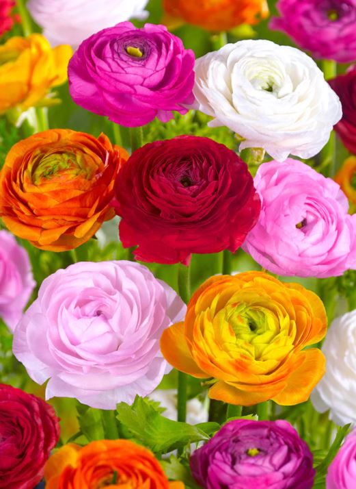 RANUNCULUS MIXED BULBS
