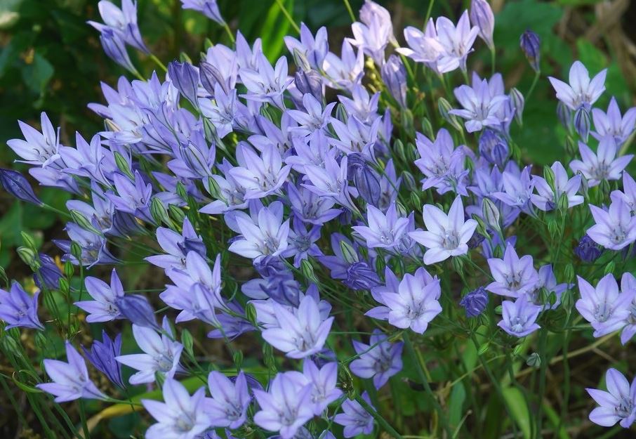 TRITELIA QUEEN FABIOLA BULBS