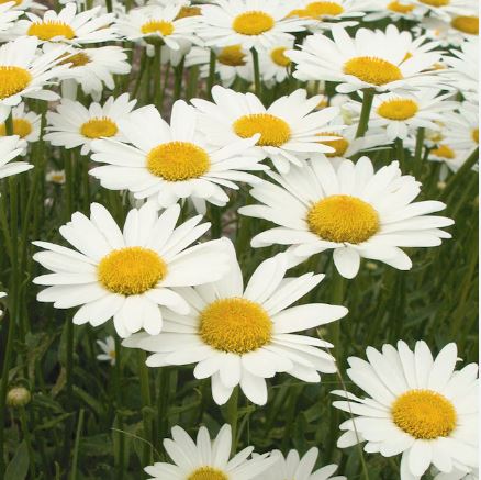 BPG21 LEUCANTHEMUM 1 GAL