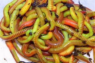 GREEN GIANT WORMS