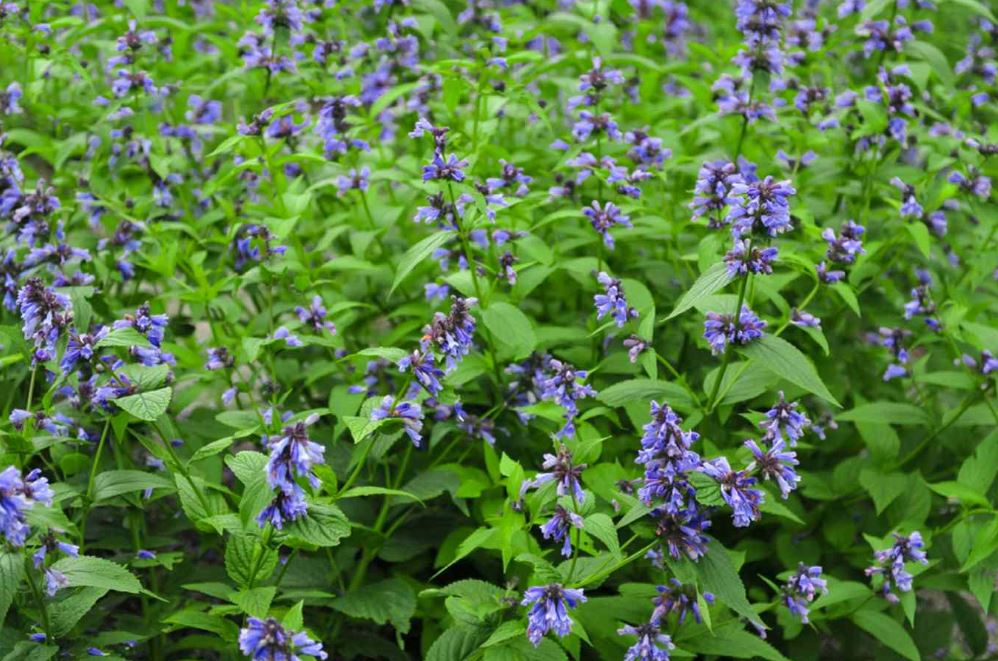HER30 CATMINT 4" POT