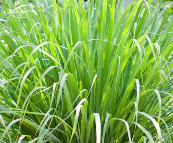 HER14 LEMON GRASS 4" POT