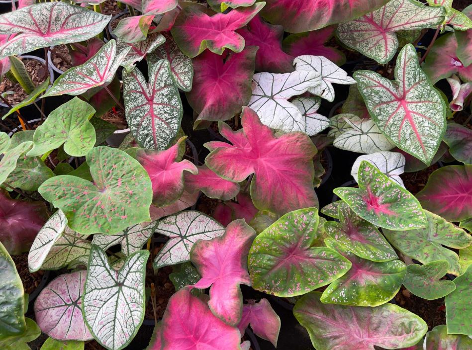 BP67 CALADIUMS 6" POT