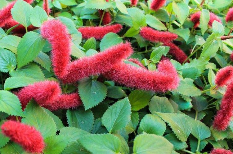HB1 ACALYPHA HANGING BASKET