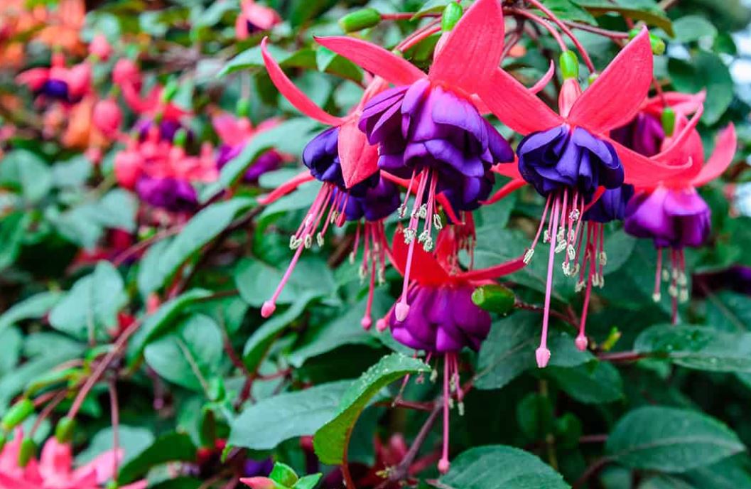 HB13 FUCHSIA HANGING BASKET