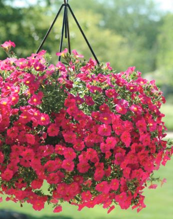 HB53 PETCHOA HANGING BASKET