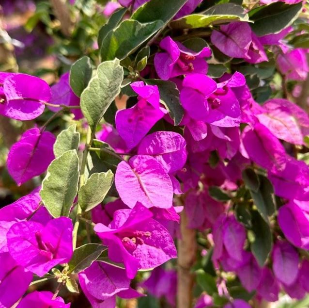 HB36 BOUGAINVILLEA HANGING BASKET