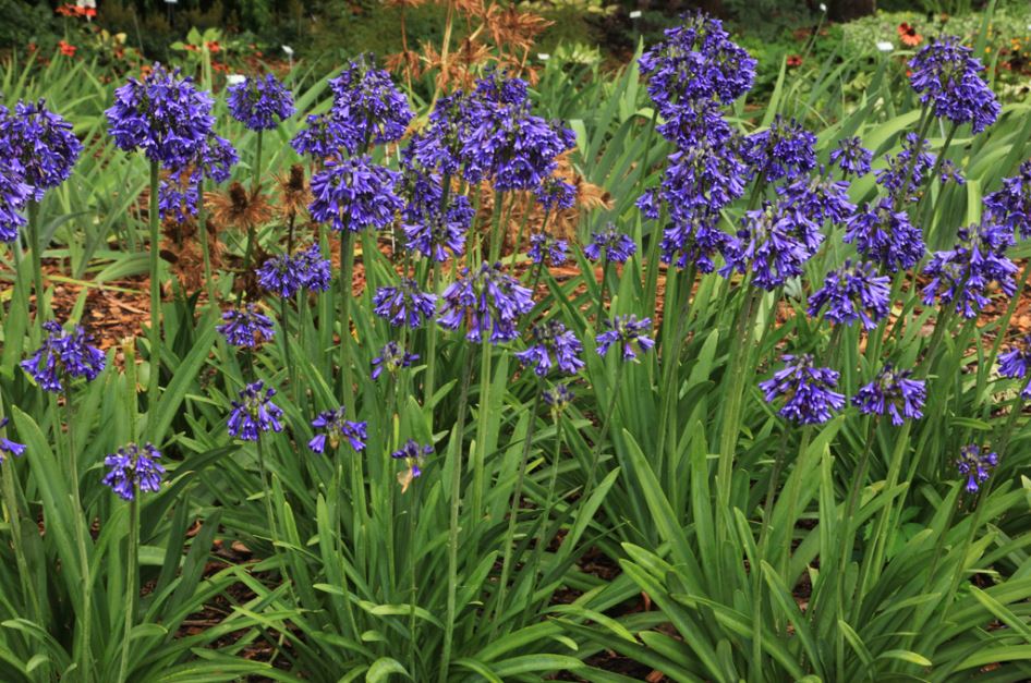 SHR322 AGAPANTHUS 3 GAL