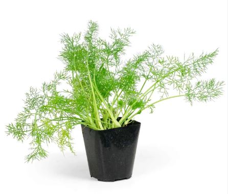 HER18 FENNEL 4" POT