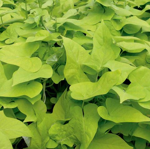 HB20 POTATO VINE HANGING BASKET