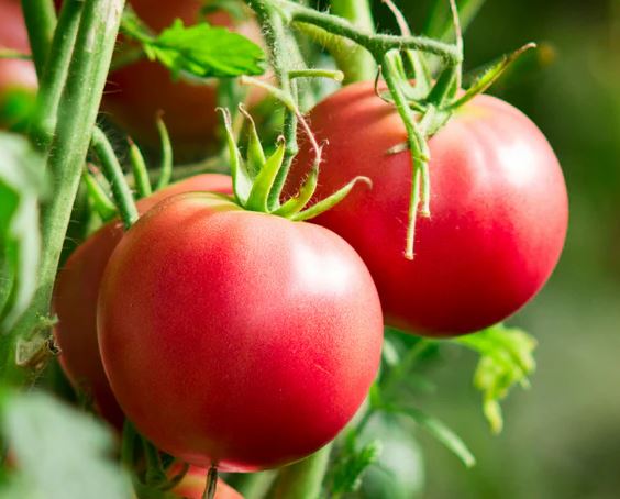 TOM40&nbsp;&nbsp;BETTER BOY TOMATO 4"