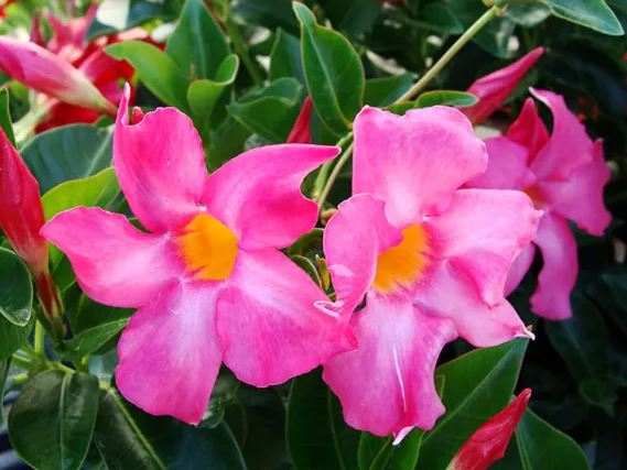 BP485 DIPLADENIA 4" POT