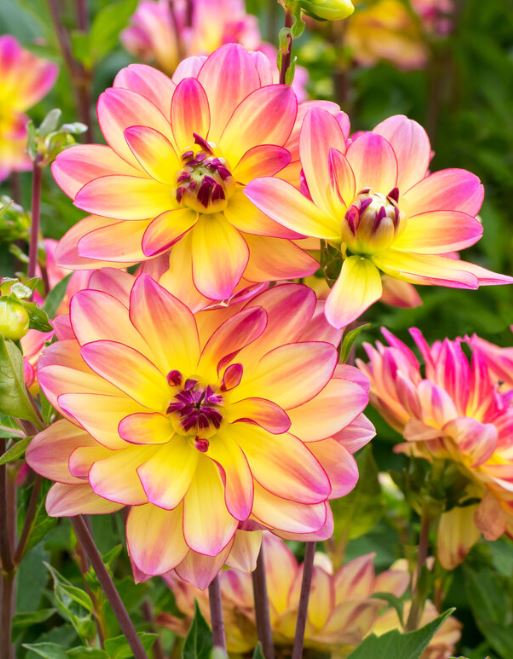 BP602 DAHLIA 6" POT