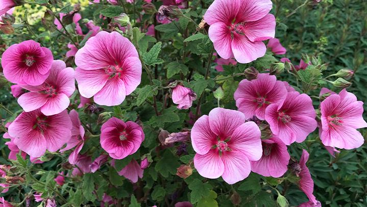 BPG36 ANISODONTEA 1 GAL