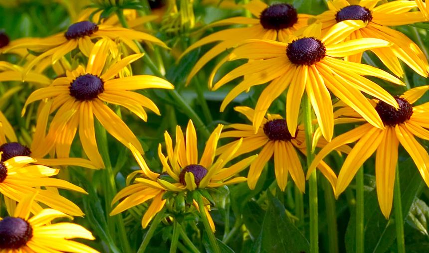 BPG14 RUDBECKIA 1 GAL