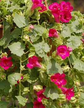 HB48 LOFOS HANGING BASKET