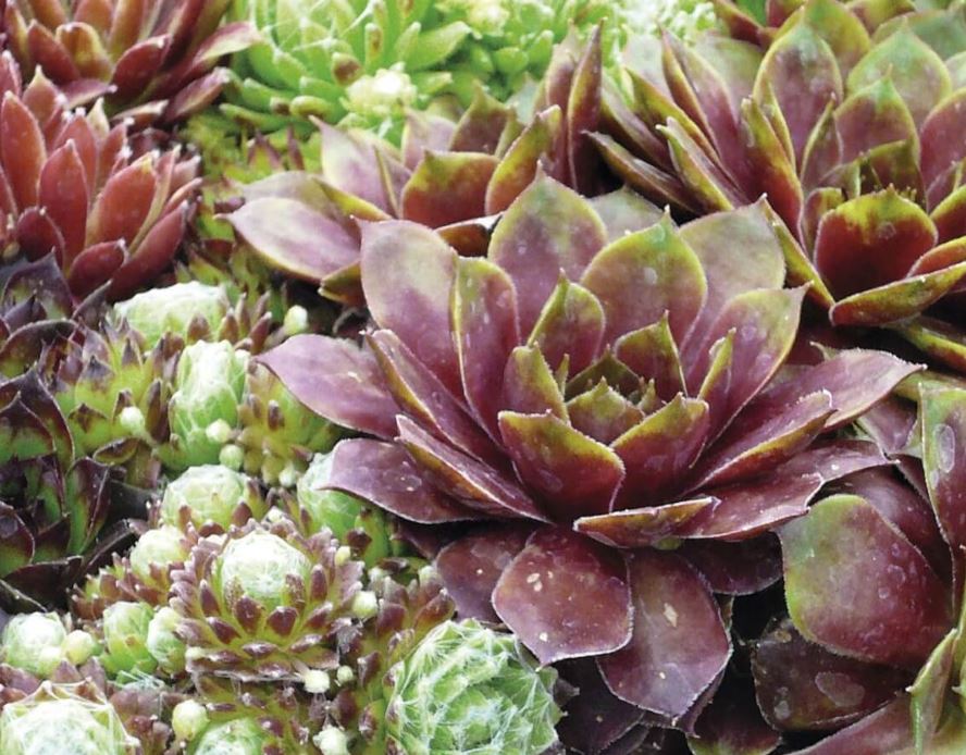 BP452 SEMPERVIVUM 4" POT