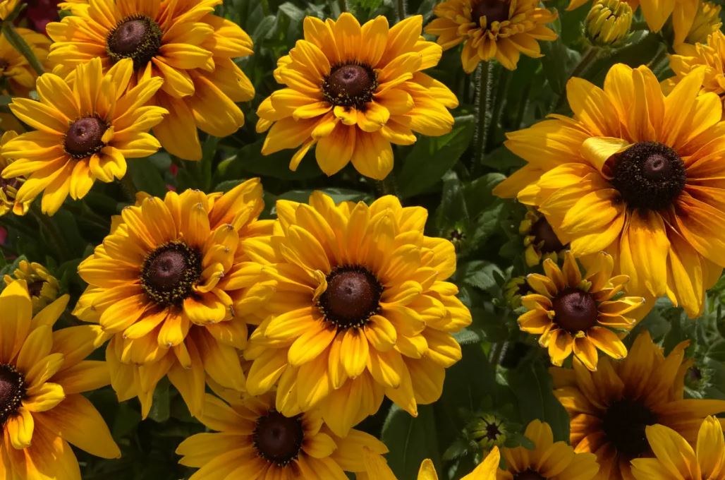 BP55 RUDBECKIA BLACK EYE SUSAN