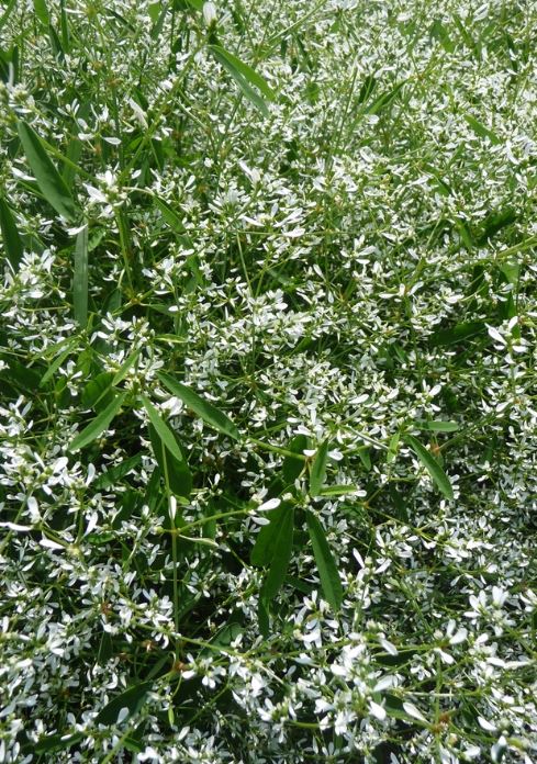 HB51 EUPHORBIA HANGING BASKET
