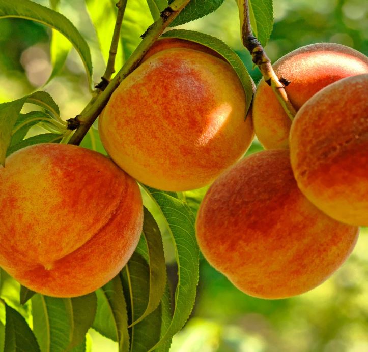 FT71 - JUNE GOLD PEACH TREE 3GAL