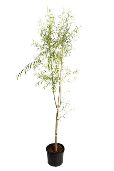 TRE312- WEEPING WILLOW 5 GAL