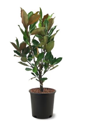 TRE311-SOUTHERN MAGNOLIA 5 GAL