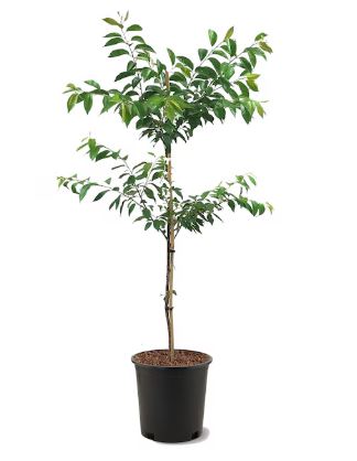 TRE320 - FLOWERING KWANZAN TREE