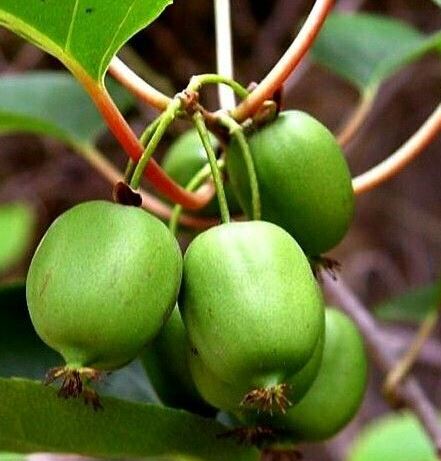 FRU15 - ISSAI KIWI 6"