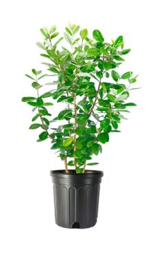 SHR335 PINEAPPLE GUAVA 3GAL