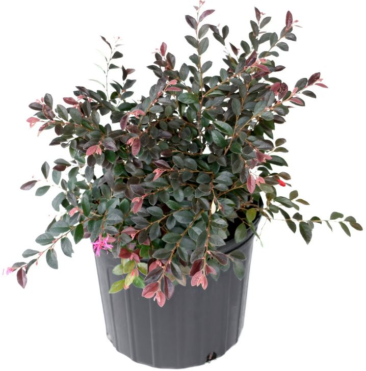 SHR336 - LORAPETALUM 3GAL