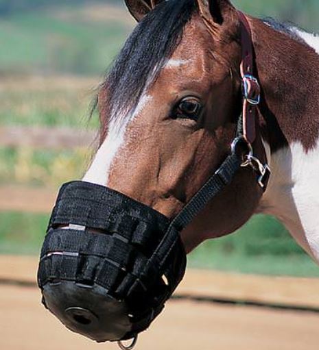 BLACK SMALL GRAZING MUZZLE