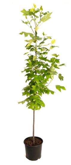 TRE38- YELLOW POPLAR TULIP
