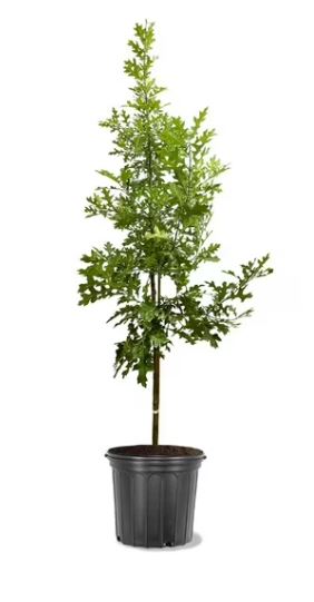 TRE33- LIVE OAK TREE 5GAL