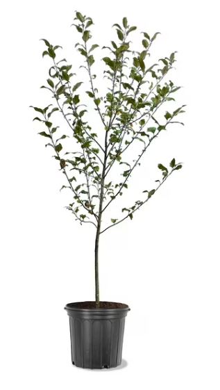 TRE39- SOUTHERN CRABAPPLE