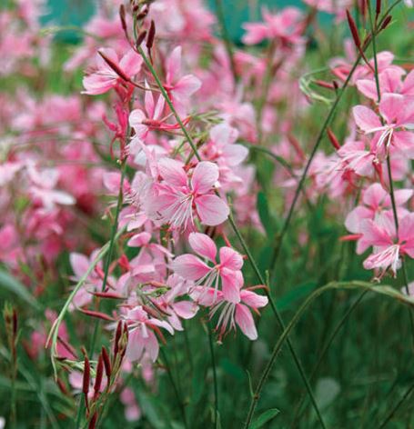 BP493 GAURA WANDFLOWER 4.5"