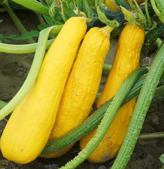 SQUASH - STRAIGHT NECK 1OZ