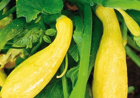 SQUASH - CROOKNECK 1OZ