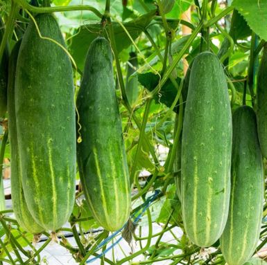 CUCUMBER - POINSETT 76 1OZ