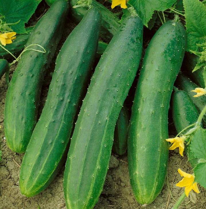 CUCUMBER - STRAIGHT EIGHT 1OZ