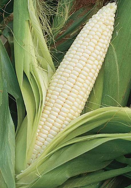 CORN - SILVER QUEEN 1LB