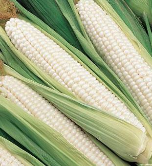 CORN - SILVER KING&nbsp;&nbsp;1/2LB