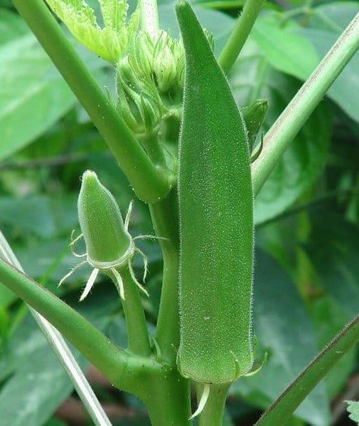 OKRA - CLEMSON SPINELESS 1/2LB